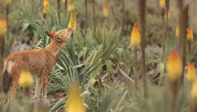 lobos-etiopes-trocam-carne-por-nectar-e-surpreendem-cientistas-thumb.png