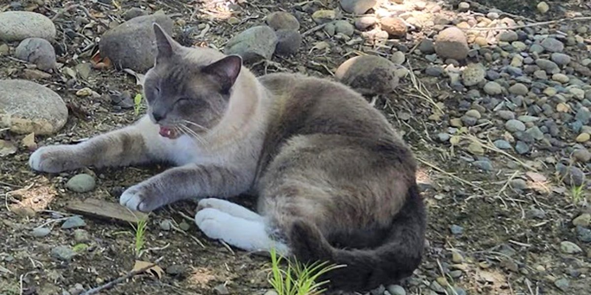 Gato perdido em parque nos EUA caminha 1450 km de volta para casa