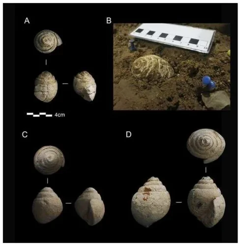 Fósseis do gênero Tylostoma foram encontrados na caverna. (Fonte: Marta Navazo Ruiz et al., Quaternary/ Divulgação)