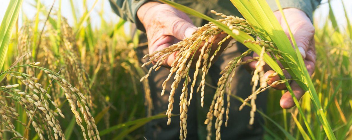 cerveja-de-arroz-de-10-mil-anos-impulsionou-a-agricultura-no-leste-da-asia-banner.png