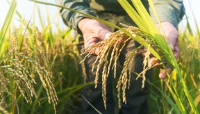 cerveja-de-arroz-de-10-mil-anos-impulsionou-a-agricultura-no-leste-da-asia-banner.png