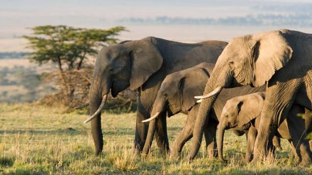 A orelha do elefante ajuda a regular a sua temperatura. (Fonte: GettyImages / Reprodução)