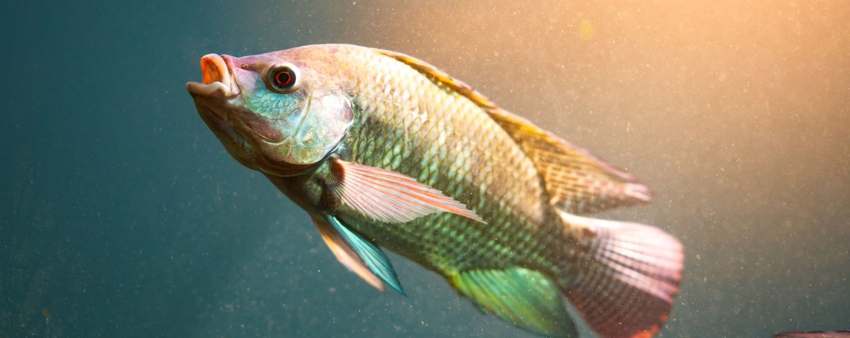 afinal-peixe-bebe-agua-thumb.png