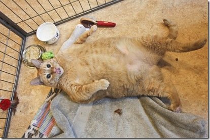 Conheça Bob Esponja, provavelmente o gato mais gordo do mundo