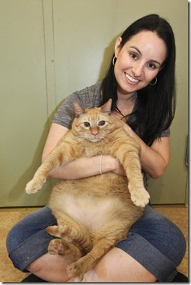 Conheça Bob Esponja, provavelmente o gato mais gordo do mundo