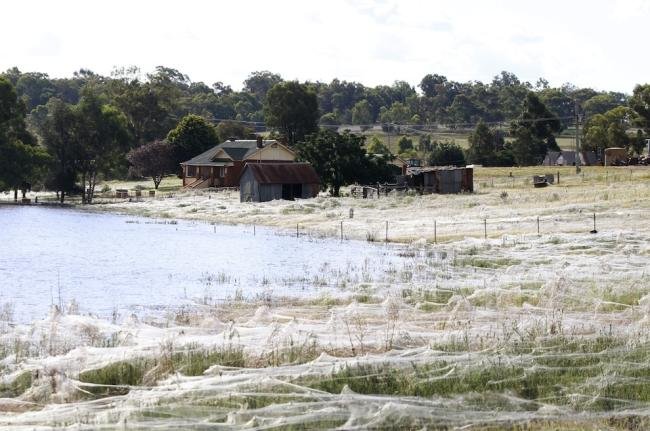 Assustador: floresta de teia de aranha na Austrália
