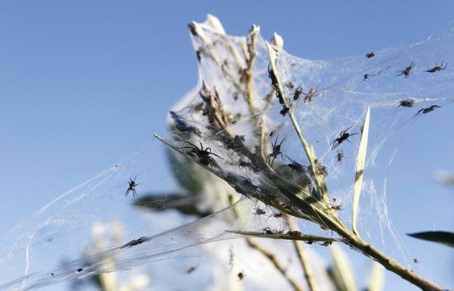 Assustador: floresta de teia de aranha na Austrália