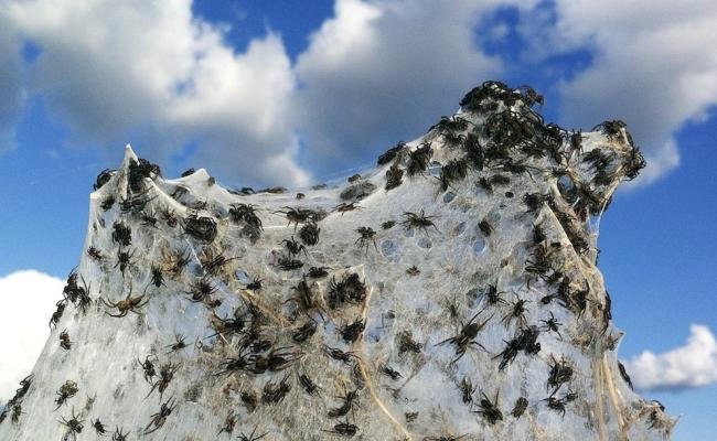 Assustador: floresta de teia de aranha na Austrália