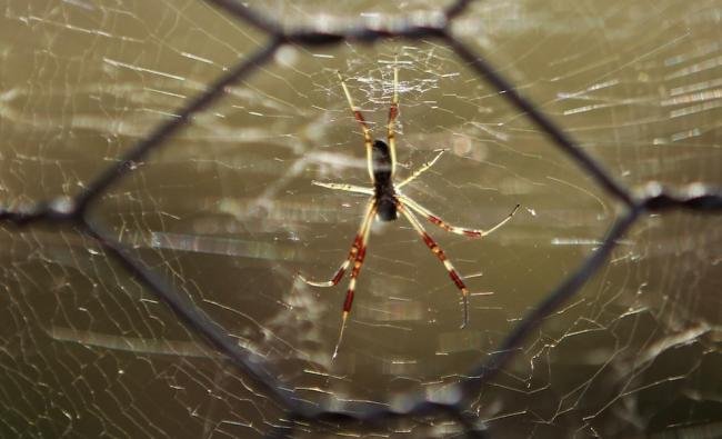 Assustador: floresta de teia de aranha na Austrália