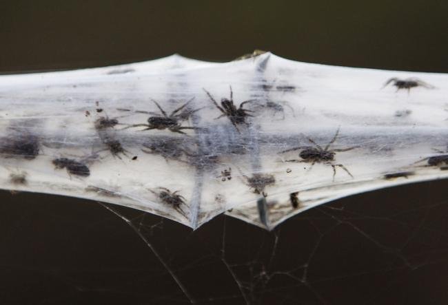 Assustador: floresta de teia de aranha na Austrália