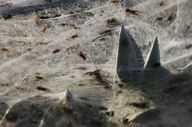 Assustador: floresta de teia de aranha na Austrália