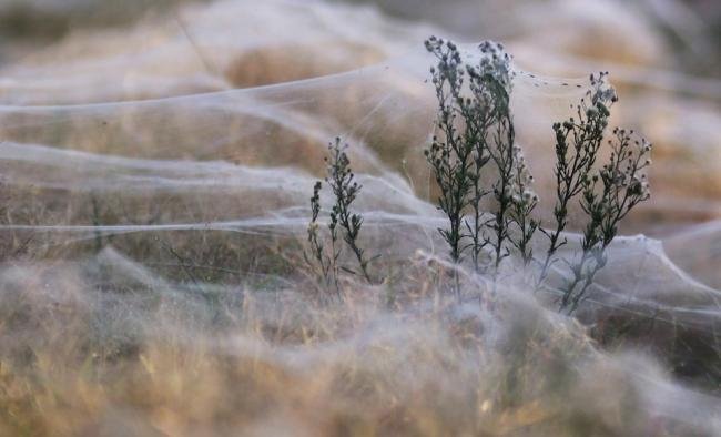 Assustador: floresta de teia de aranha na Austrália