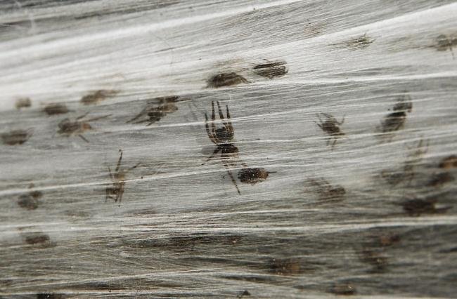 Assustador: floresta de teia de aranha na Austrália