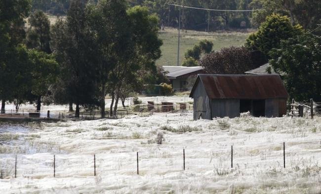 Assustador: floresta de teia de aranha na Austrália