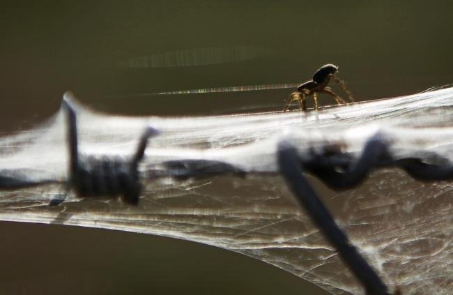 Assustador: floresta de teia de aranha na Austrália