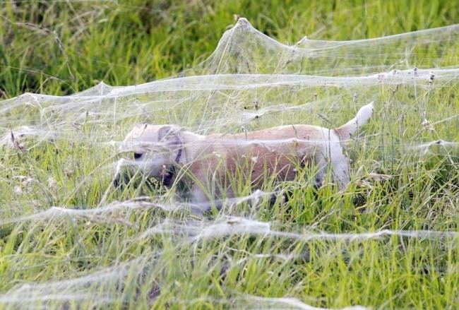 Assustador: floresta de teia de aranha na Austrália