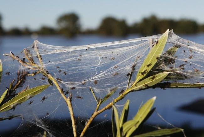 Assustador: floresta de teia de aranha na Austrália