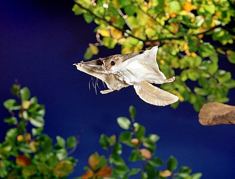 Fotógrafo consegue fazer ensaio com um esquilo voador