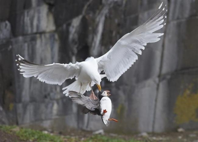 Cena de pássaros mergulhadores leva prêmio britânico de melhor fotografia