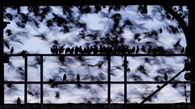 Cena de pássaros mergulhadores leva prêmio britânico de melhor fotografia