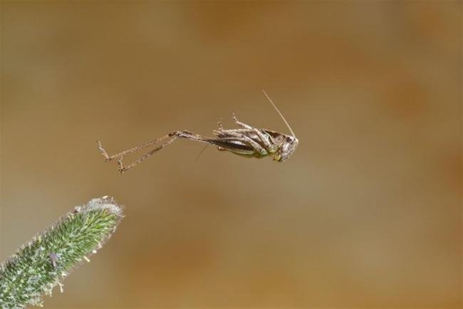 Cena de pássaros mergulhadores leva prêmio britânico de melhor fotografia