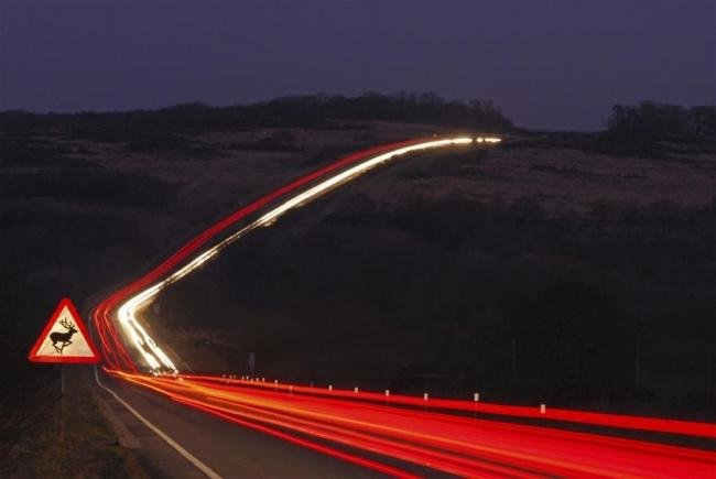 Cena de pássaros mergulhadores leva prêmio britânico de melhor fotografia