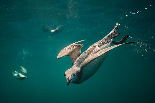 Cena de pássaros mergulhadores leva prêmio britânico de melhor fotografia