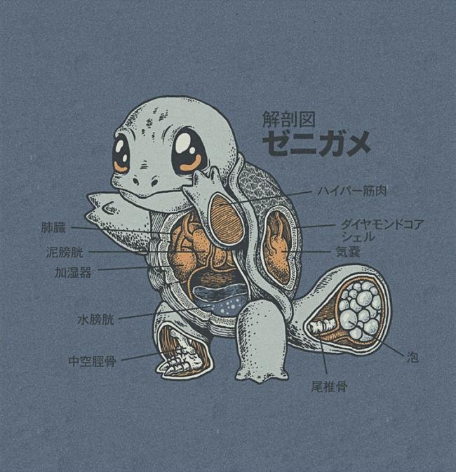 Pokémon: conheça a anatomia de alguns dos principais monstrinhos