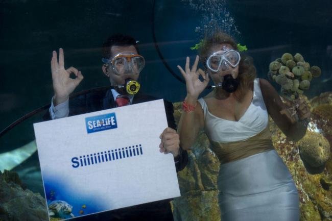 Até que um tubarão os separe? Casal espanhol se casa em aquário tropical