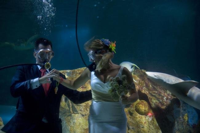 Até que um tubarão os separe? Casal espanhol se casa em aquário tropical