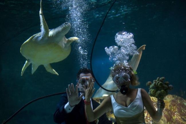 Até que um tubarão os separe? Casal espanhol se casa em aquário tropical
