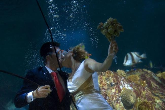 Até que um tubarão os separe? Casal espanhol se casa em aquário tropical