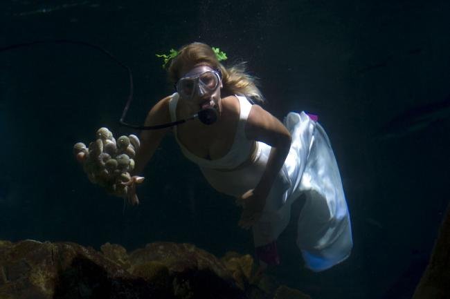 Até que um tubarão os separe? Casal espanhol se casa em aquário tropical