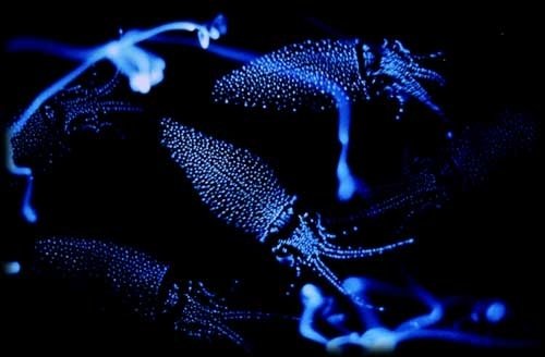 Lulas bioluminescentes dão espetáculo em baía japonesa