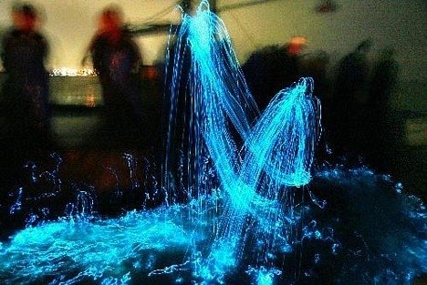 Lulas bioluminescentes dão espetáculo em baía japonesa