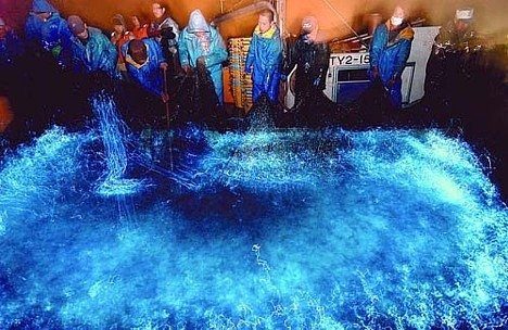 Lulas bioluminescentes dão espetáculo em baía japonesa