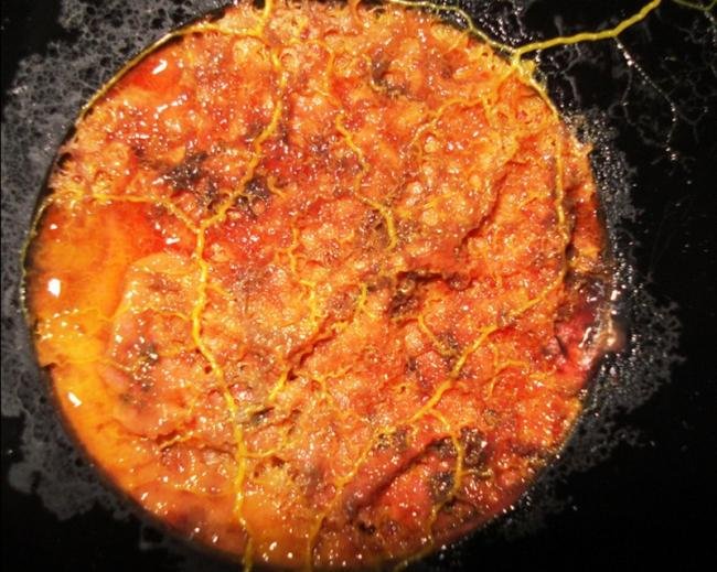 Artista utiliza bactérias como matéria-prima