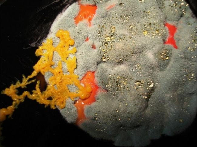 Artista utiliza bactérias como matéria-prima