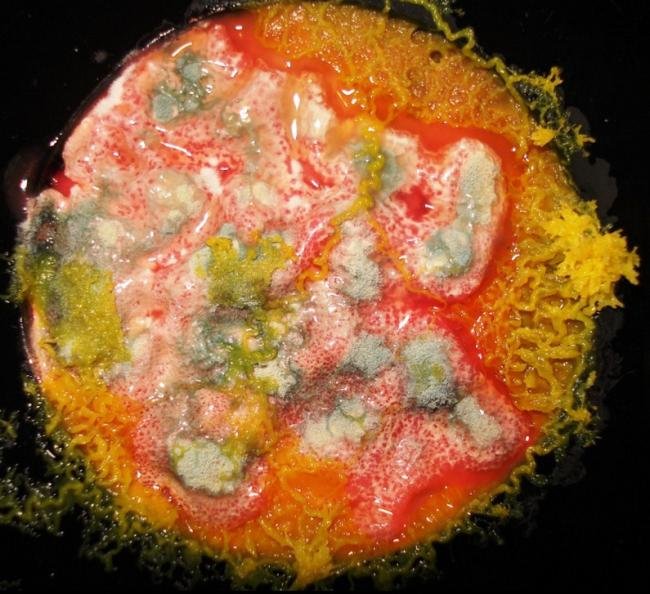 Artista utiliza bactérias como matéria-prima