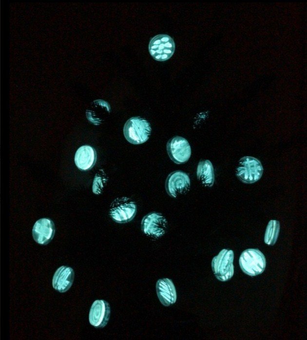 Artista utiliza bactérias como matéria-prima