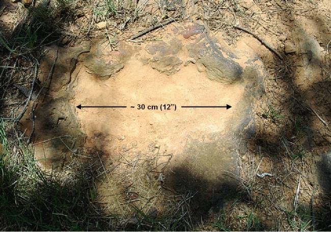 NASA encontra pegadas de dinossauro em centro espacial