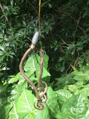 Cadeia alimentar: aranha é flagrada comendo cobra na Austrália