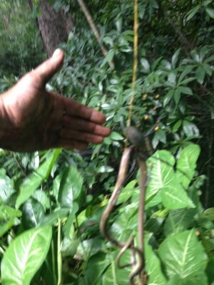Cadeia alimentar: aranha é flagrada comendo cobra na Austrália