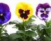 thumb-image-2024-02-29T14:00:01.176Z