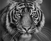 thumb-image-2024-02-29T14:00:35.972Z