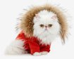 thumb-image-2024-02-29T14:00:56.771Z