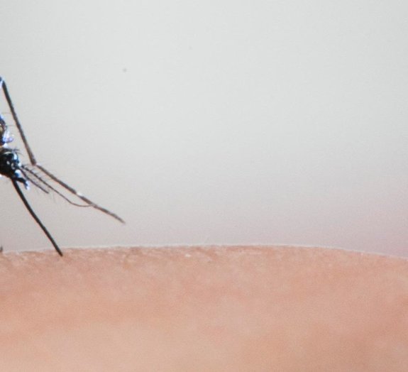 Dengue pode gerar imunidade contra a covid-19, sugere estudo