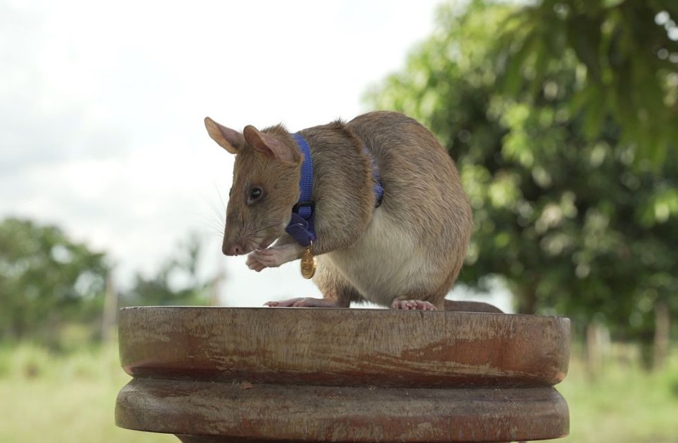 Imagem de Rato ganha medalha de bravura por detectar minas no Camboja no megacurioso